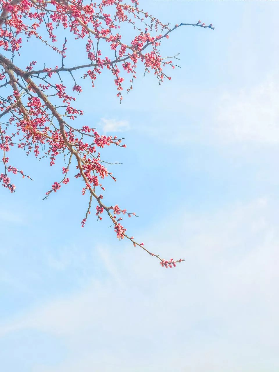 花朝节丨一个被世人遗忘的节日,却是一年中最美的日子 花朝节丨一个被世人遗忘的节日,却是一年中最美的日子