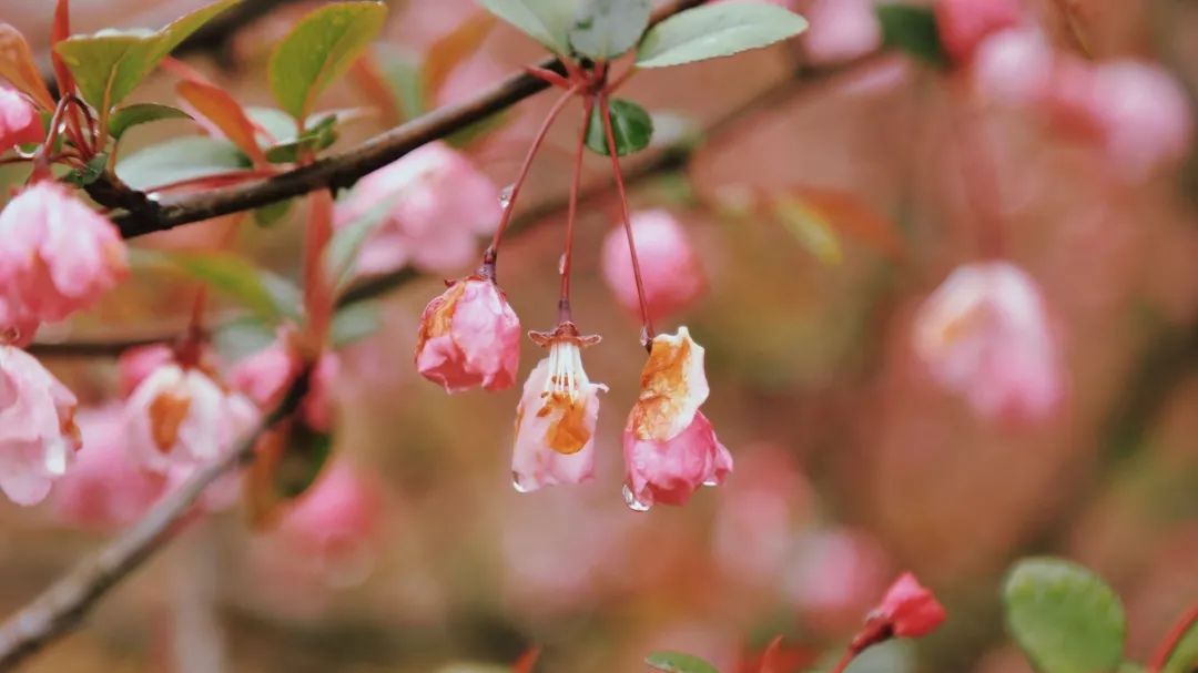 花朝节丨一个被世人遗忘的节日，却是一年中最美的日子