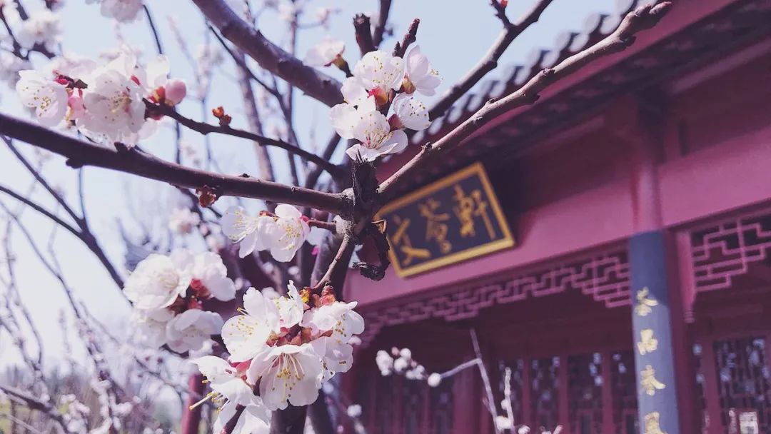 花朝节丨一个被世人遗忘的节日，却是一年中最美的日子