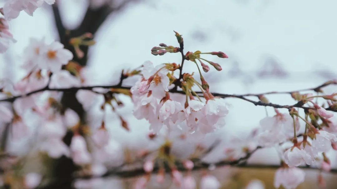 花朝节丨一个被世人遗忘的节日，却是一年中最美的日子 - 第9张