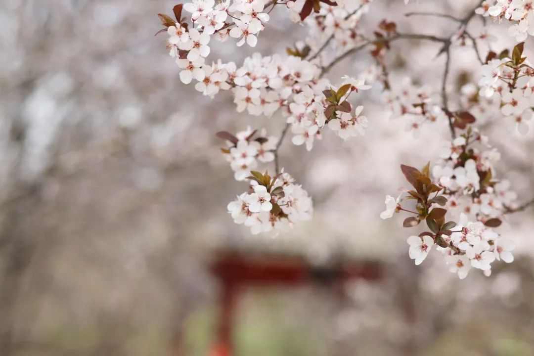 花朝节丨一个被世人遗忘的节日，却是一年中最美的日子 - 第12张